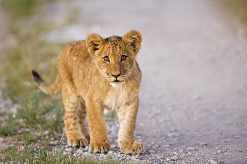 Africa, Botswana, Lion cub (Patnera leo), close-up - FOF00712