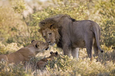 Afrika, Botsuana, Afrikanischer Löwe (Panthera leo) Löwin (Panthera leo) und Junges, lizenzfreies Stockfoto