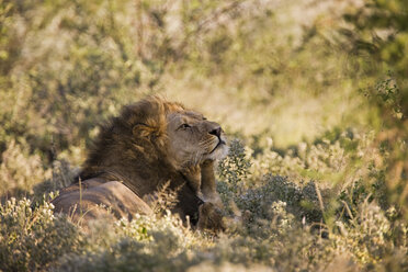 Afrika, Botsuana, Ausgewachsener männlicher Löwe (Panthera leo) - FOF00710
