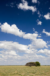 Afrika, Botswana, Schirmdorn-Akazie (Acacia tortilis) mit landschaftlichem Hintergrund - FOF00709