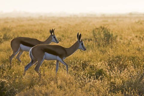 Afrika, Botsuana, Springböcke (Antidorcas marsupialis), lizenzfreies Stockfoto