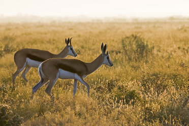 Afrika, Botsuana, Springböcke (Antidorcas marsupialis) - FOF00708