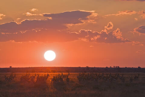 Afrika, Botsuana, Silhouette einer Springbockherde (Antidorcas marsupialis), lizenzfreies Stockfoto