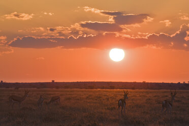 Afrika, Botsuana, Silhouette einer Springbockherde (Antidorcas marsupialis) - FOF00706