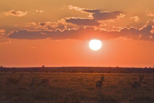 Afrika, Botsuana, Silhouette einer Springbockherde (Antidorcas marsupialis) - FOF00706