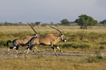 Afrika, Botsuana,Oryxherde (Oryx gazella) - FOF00704