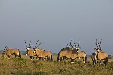 Afrika, Botsuana, Gemsbockherde (Oryx gazella) - FOF00703