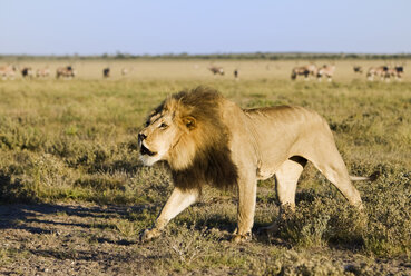Afrika, Botsuana, Ausgewachsener männlicher Löwe (Panthera leo) - FOF00701