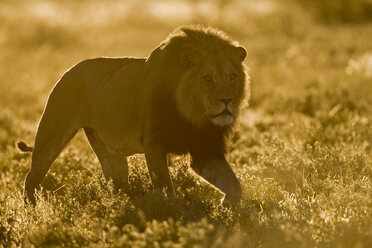 Afrika, Botsuana, Ausgewachsener männlicher Löwe (Panthera leo) - FOF00700