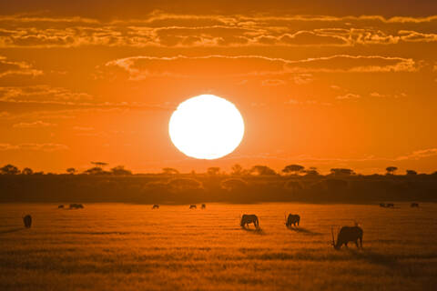 Afrika, Botsuana, Silhouette einer Gemsbockherde (Oryx gazella) bei Sonnenuntergang, lizenzfreies Stockfoto