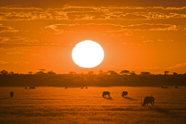 Africa, Botswana, Silhouette of gemsbok herd (Oryx gazella) at sunset - FOF00697