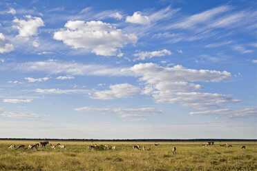 Afrika, Botsuana, Springbockherde (Antidorcas marsupialis) - FOF00695