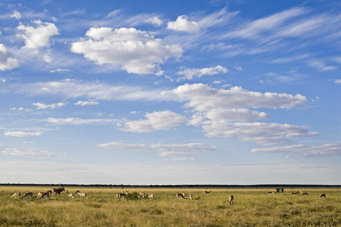 Afrika, Botsuana, Springbockherde (Antidorcas marsupialis) - FOF00695