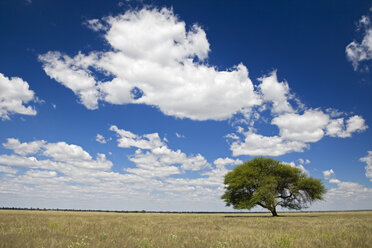 Afrika, Botswana, Schirmdorn-Akazie (Acacia tortilis) mit landschaftlichem Hintergrund - FOF00688