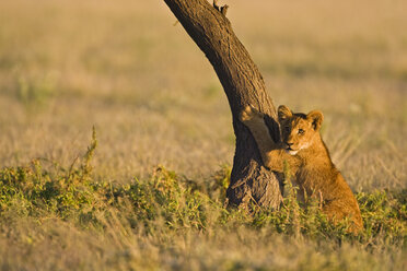Afrika, Botsuana, Löwenjunge (Panthera leo) - FOF00687