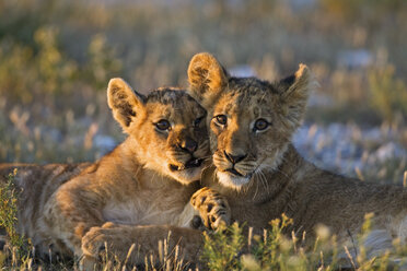Afrika, Botswana, Zwei Löwenjunge (Panthera leo) - FOF00685