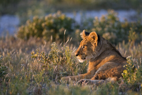 Afrika, Botsuana, Löwin (Panthera leo) - FOF00683