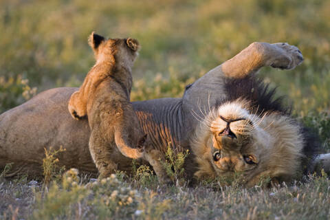 Afrika, Botswana, Ausgewachsener männlicher Löwe (Panthera leo) und Jungtier, lizenzfreies Stockfoto