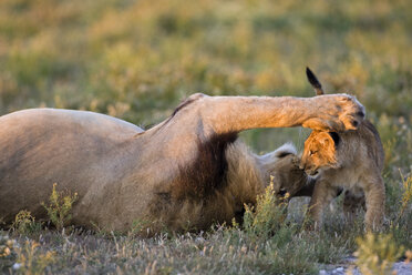 Afrika, Botswana, Ausgewachsener männlicher Löwe (Panthera leo) und Jungtier - FOF00681