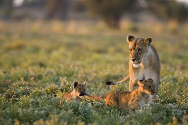 Afrika, Botswana, Löwin (Panthera leo) mit Jungtieren - FOF00680