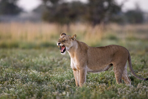 Afrika, Botswana, Löwin (Panthera leo) brüllend - FOF00678