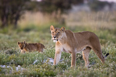 Afrika, Botswana, Löwin (Panthera leo) und Jungtier - FOF00676