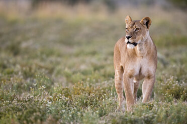 Afrika, Botswana, Löwin (Panthera leo) im Gras beobachten - FOF00675