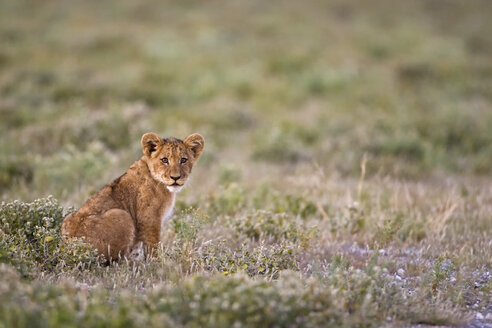 Afrika, Botswana, Löwenjunges (Panthera leo) sitzt im Gras, - FOF00674