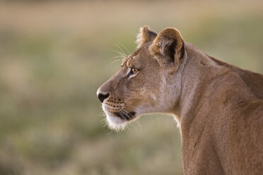 Afrika, Botswana, Löwin (Panthera leo) im Gras beobachten - FOF00673