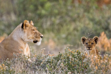 Afrika, Botswana, Löwin (Panthera leo) mit Jungtier - FOF00671