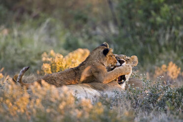 Afrika, Botswana, Löwin (Panthera leo) mit Jungtier - FOF00670