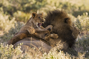 Afrika, Botswana, Ausgewachsener männlicher Löwe (Panthera leo) und Jungtier - FOF00668