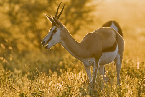 Afrika, Botsuana, Springbock (Antidorcas marsupialis) - FOF00666