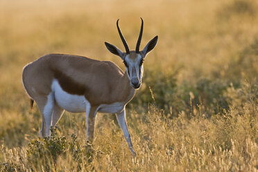 Africa, Botswana, Springbok (Antidorcas marsupialis) - FOF00665