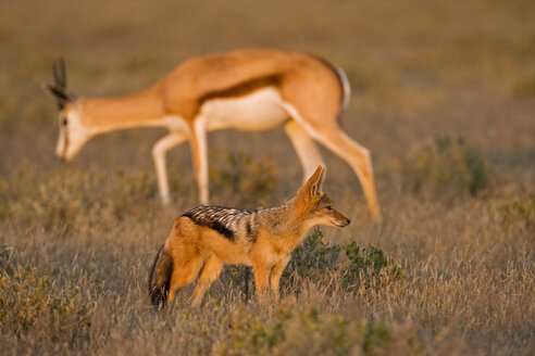 Afrika, Botsuana, Schabrackenschakal (Canis mesomelas) und Springbock (Antidorcas marsupialis) im Hintergrund - FOF00663