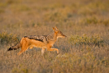 Afrika, Botsuana, Schabrackenschakal (Canis mesomelas) - FOF00662