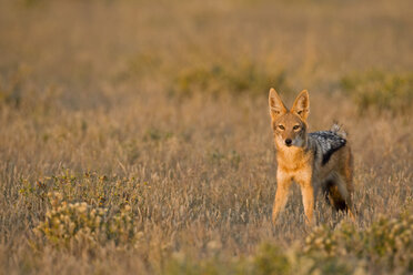 Afrika, Botsuana, Schabrackenschakal (Canis mesomelas) im Gras stehend - FOF00661