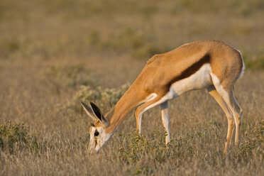 Africa, Botswana, Springbok (Antidorcas marsupialis) - FOF00660