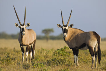 Afrika, Botsuana, Zwei Gemsböcke (Oryx gazella) - FOF00658