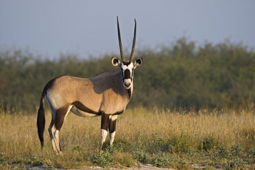 Afrika, Botsuana, Gemsbock (Oryx gazella) im Gras, - FOF00656