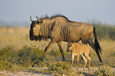 Afrika, Botsuana, Gnu und Kalb (Connochaetes taurinus) - FOF00654