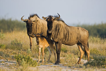 Africa, Botswana, Wildebeest and calf (Connochaetes taurinus) - FOF00653