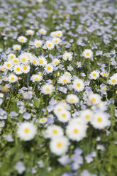 Germany, Bavaria, Wild daisies (Asteraceae), close-up - LFF00149