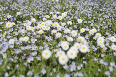 Germany, Bavaria, Wild daisies (Asteraceae), close-up - LFF00148