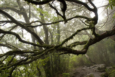 Portugal, Madeira, Misty forest - GAF00047