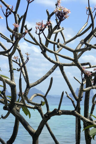 Thailand, Insel Ko Hai, Blühender Baum, lizenzfreies Stockfoto