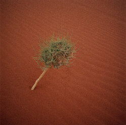 Jordanien, Wadi Rum, Baum in der Wüste, Blick von oben - GA00078