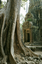 Cambodia, Angkor, Siem Reap, Ta Prohm temple and tree roots - GA00056