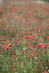 Deutschland, Bayern, Neufahrn, Mohnfeld (Papaver rhoeas) - TCF00889