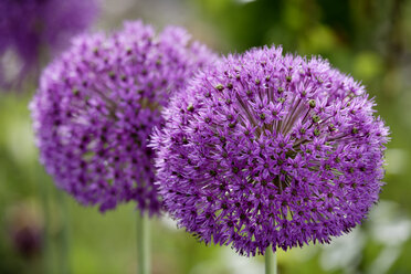 Persianerblüten (Allium christophii), Nahaufnahme - TCF00881